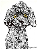 Toy Poodle